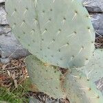 Opuntia robusta Leaf