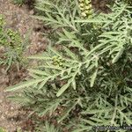 Ambrosia confertiflora Habit