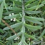 Cirsium eriophorum Feuille