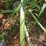 Sorghum arundinaceum Leaf