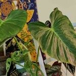 Philodendron verrucosum Blad