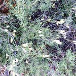 Silene douglasii Hábito