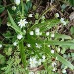 Allium pendulinum Blüte