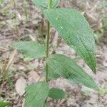 Spigelia marilandica 葉