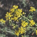 Alyssum serpyllifolium Flower