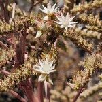 Aeonium urbicumFiore