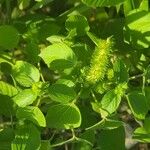 Acalypha setosa Lapas