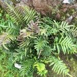 Polypodium scouleri 整株植物