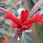 Rhododendron apoanum Flower