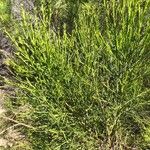 Baccharis sarothroides Hoja