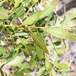 Morella cerifera Hoja