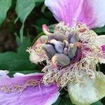 Paeonia × suffruticosa Fruit