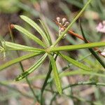 Galium rubrum Leaf