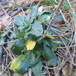 Arabis collina Leaf