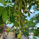 Barringtonia acutangula Fruit