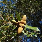 Quercus chrysolepis Агульны выгляд