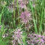 Poa bulbosa Fruit