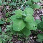 Mentha × villosa Liść