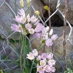 Allium massaessylum Fula