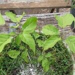 Handroanthus albus Leaf