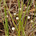 Eriocaulon neocaledonicum ᱛᱟᱦᱮᱸ