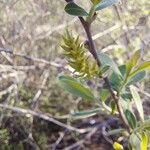 Salix salviifolia Květ