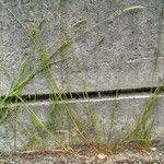 Setaria viridis Hoja