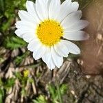 Leucanthemopsis alpina 花