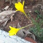 Zephyranthes citrina Kwiat