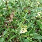 Melampyrum pratenseFlower