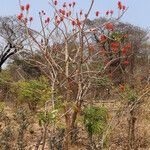 Erythrina abyssinica Habit