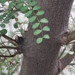 Sophora microphylla Corteza