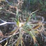 Eryngium amethystinum برگ