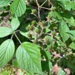 Rubus macrophyllus Blad