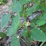 Solanum physalifolium Arall