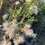 Baccharis pilularis Blad
