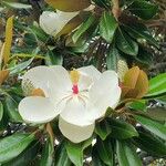 Magnolia virginiana Blomst