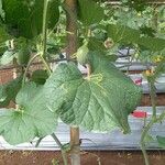 Cucumis melo Φύλλο