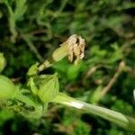 Nicotiana alata Frucht