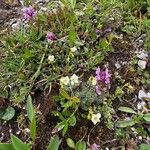 Saxifraga caesia Likasa