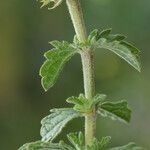 Sideritis fruticulosa Leaf