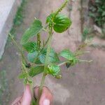 Peperomia pellucida Blad