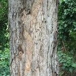 Casuarina equisetifolia Bark