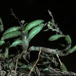 Epidendrum microphyllum Цветок