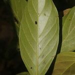 Nectandra membranacea Feuille