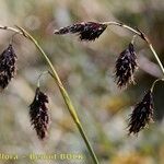 Carex atrofusca Plod