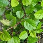 Plectranthus verticillatusFeuille