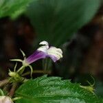 Dielsantha galeopsoides Flower