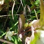 Gentianella campestris Листок