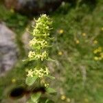 Cruciata glabra Corteza